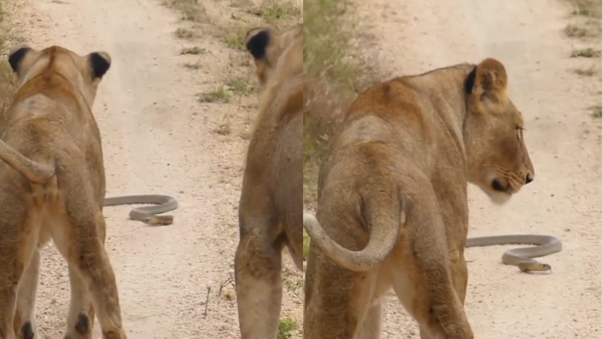 viral video of king cobra and lions know who wins cobra ne roka shernion ka rasta