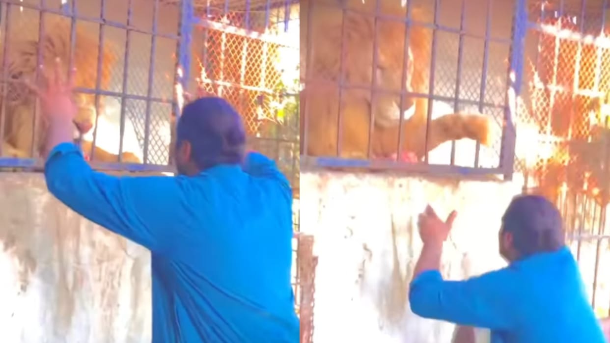 Viral Video when Men provoked a caged lion Spine chilling video goes Viral on internet