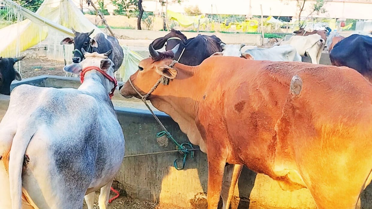 smugglers first choice is animals from Jaunpur price of even weak one above 10 thousand