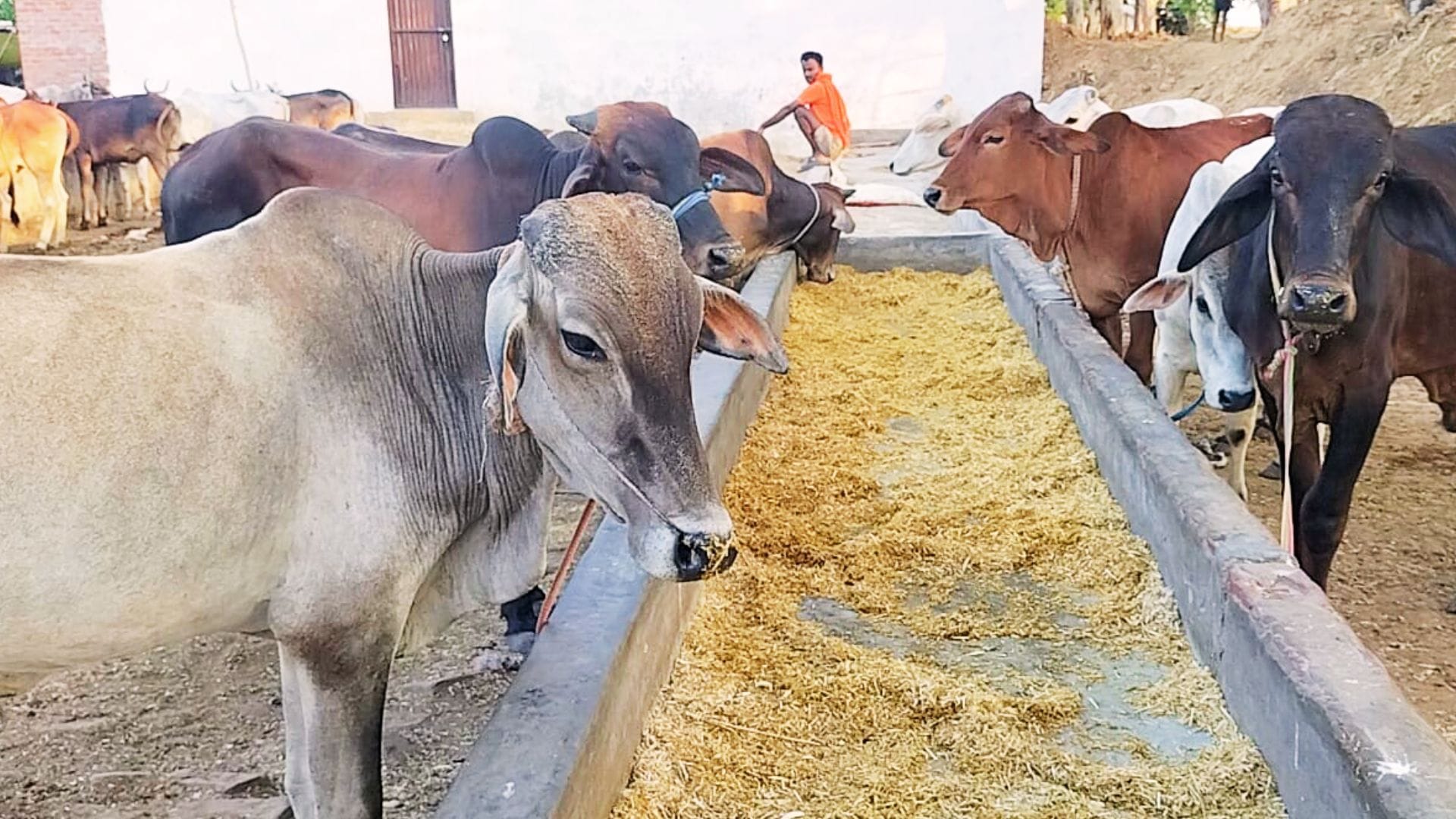 smugglers first choice is animals from Jaunpur price of even weak one above 10 thousand