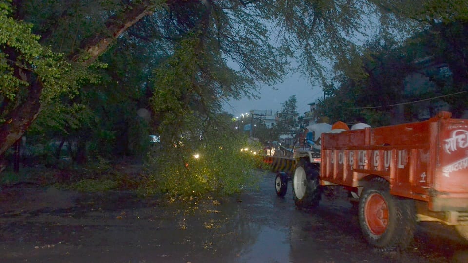 15 electricity poles fell in the storm and rain