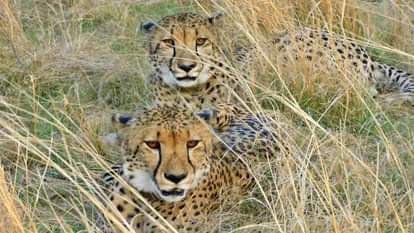 शिकार के घात लगाए चीते।