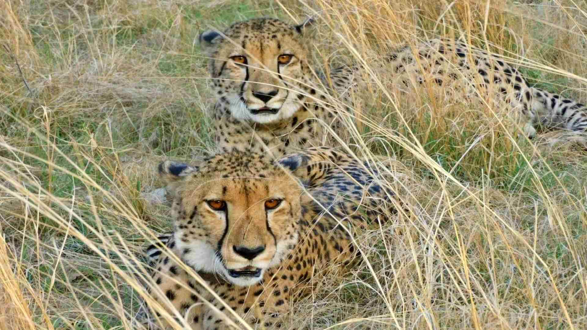 शिकार के घात लगाए चीते।