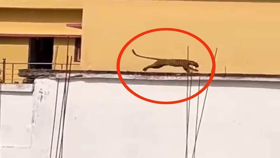 तेंदुआ घुसने से दहशत