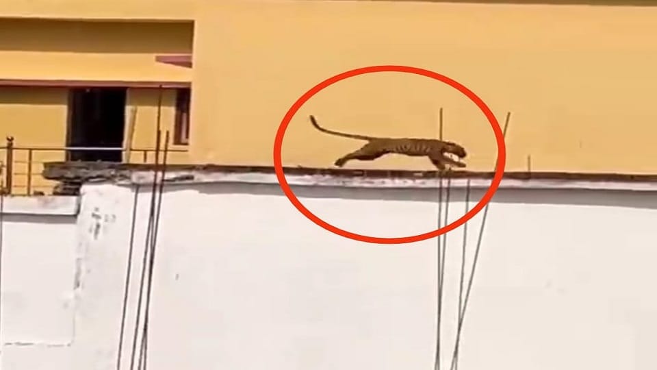तेंदुआ घुसने से दहशत