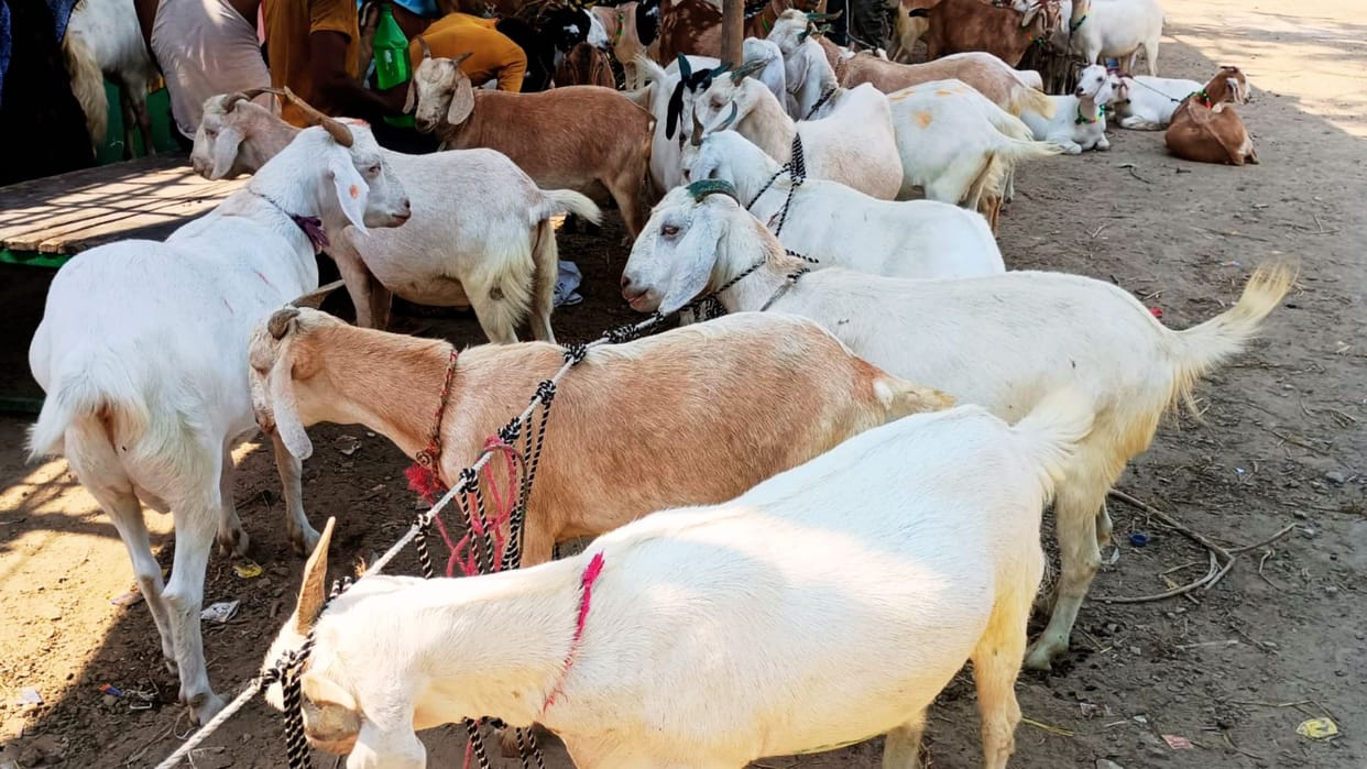 Baghpat: 200 goats came for sacrifice, people of Jain community bought them by paying higher prices, know why
