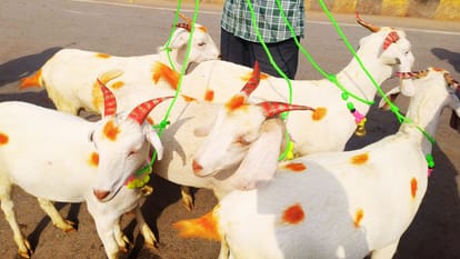 Bakrid E 2025 Highest price of Punjabi Bittal breed goats in Meena Bazaar Delhi