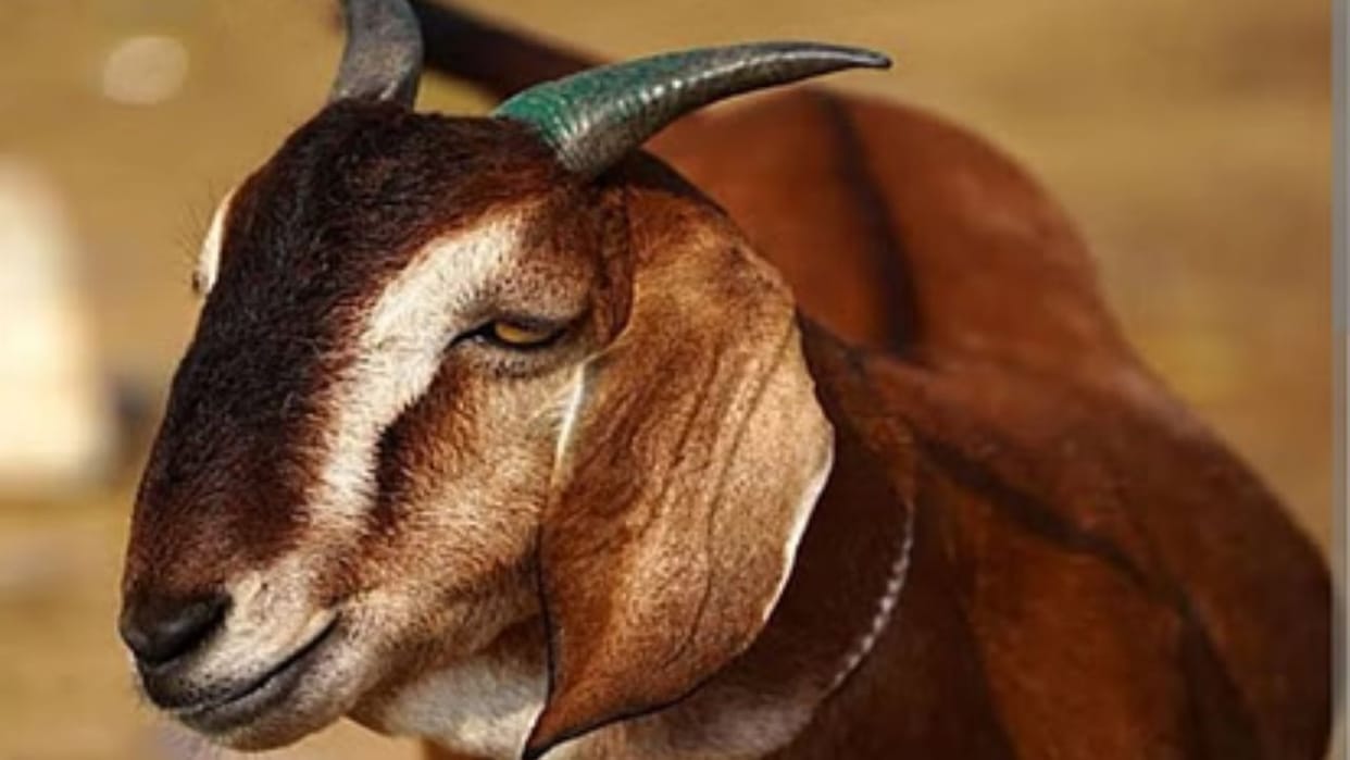 Himachal Case registered against Chanjodi Mahamai Temple Committee of Karsog in the matter of sacrificing goat