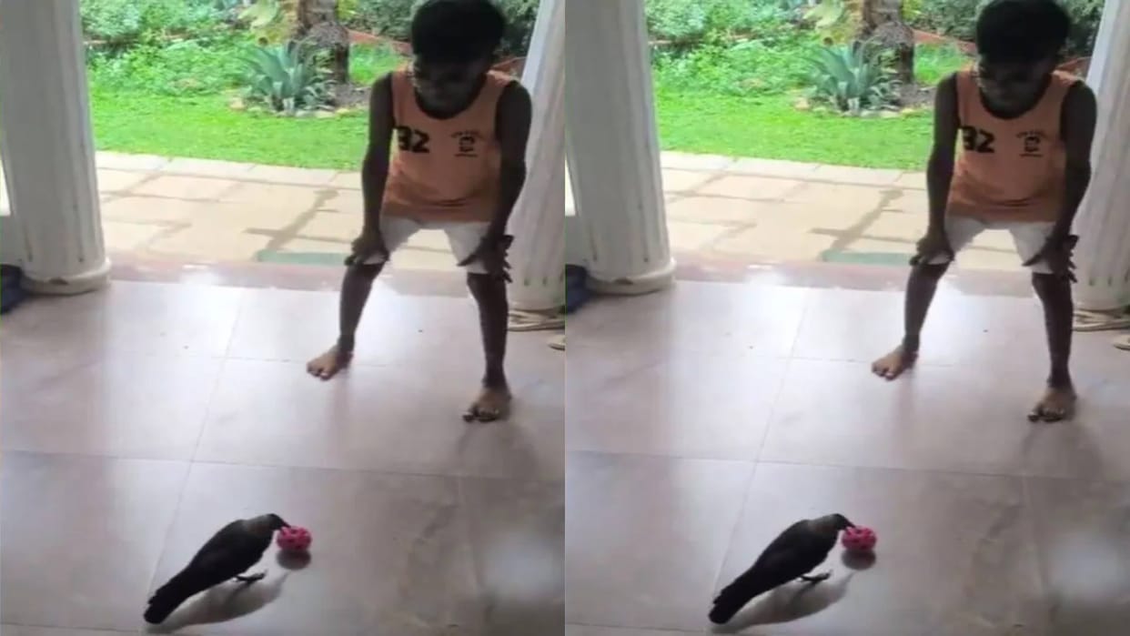 Crow seen playing football with a small child passing the ball with its beak Video goes viral on Internet