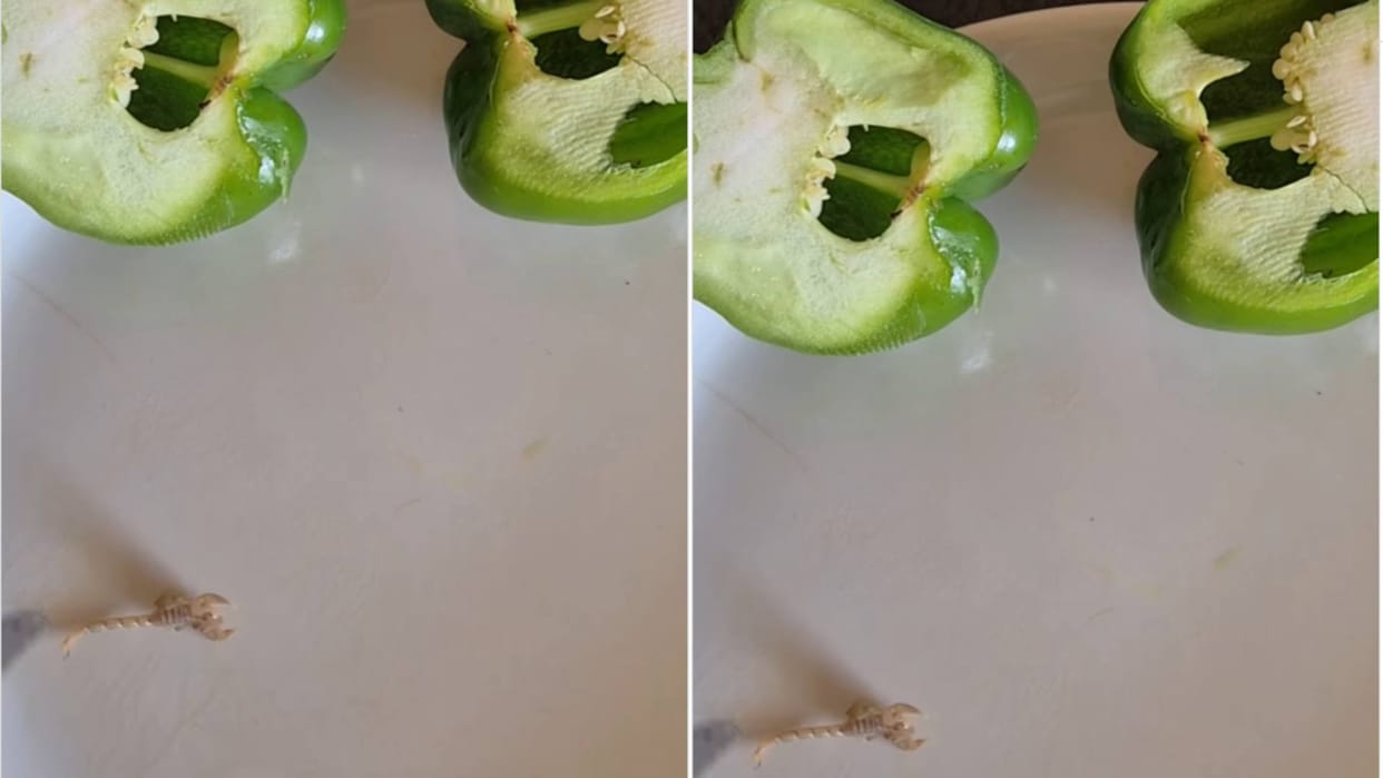 A live scorpion came out while cutting capsicum Video goes viral on Internet see netizens reaction on this