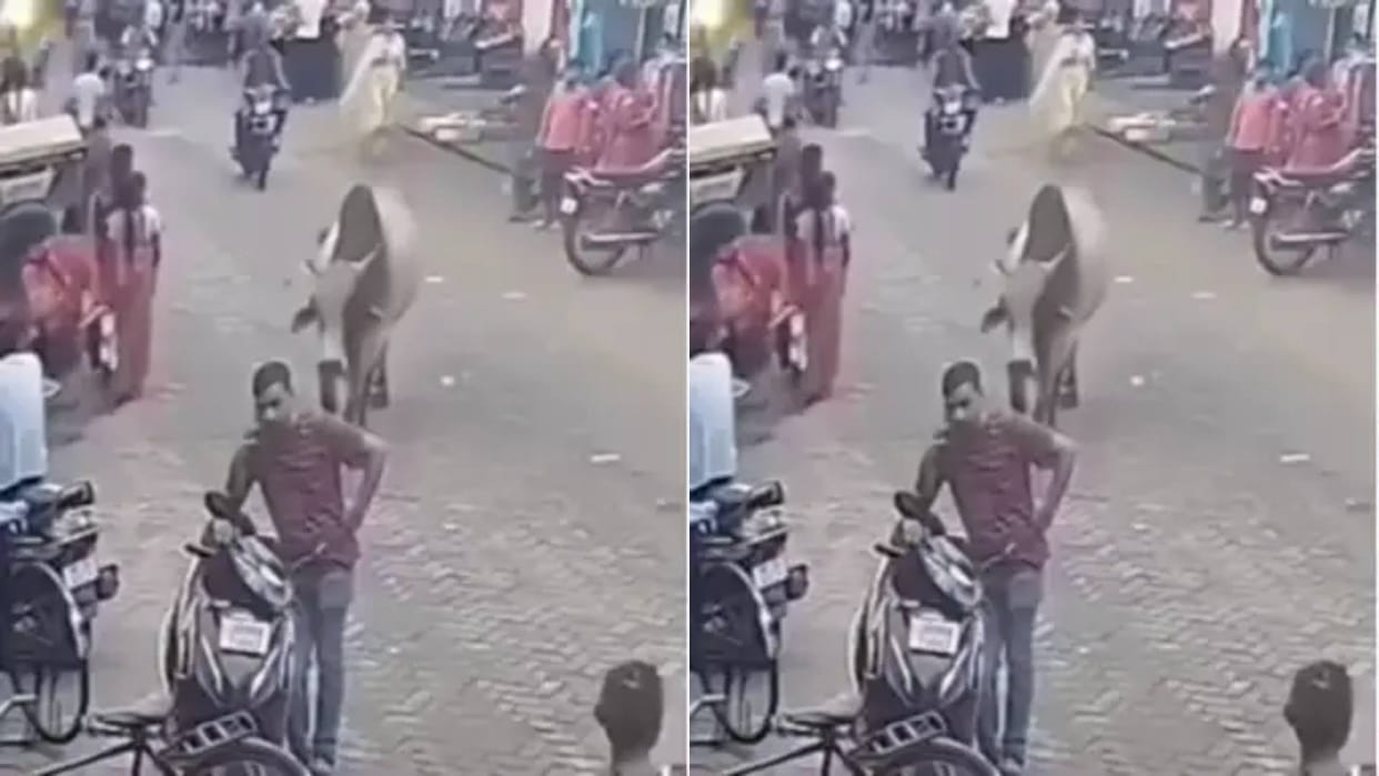 A man was talking on the phone a bull came from behind and threw him down Video goes viral