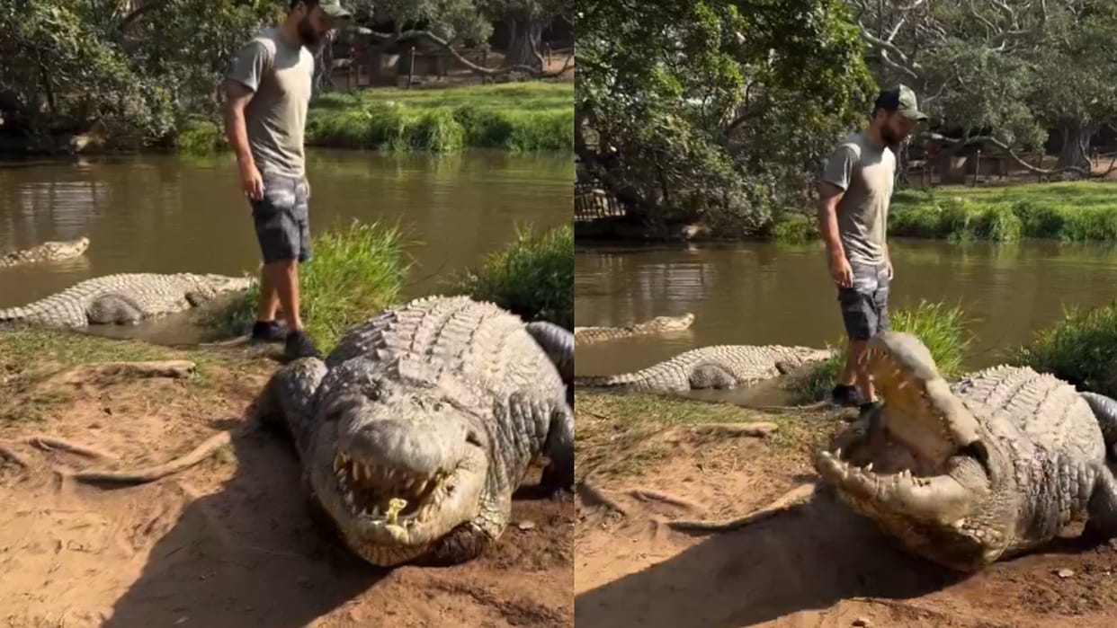 World's oldest crocodile is said to be 124 years old, with over 10,000 babies Here's all about Henry