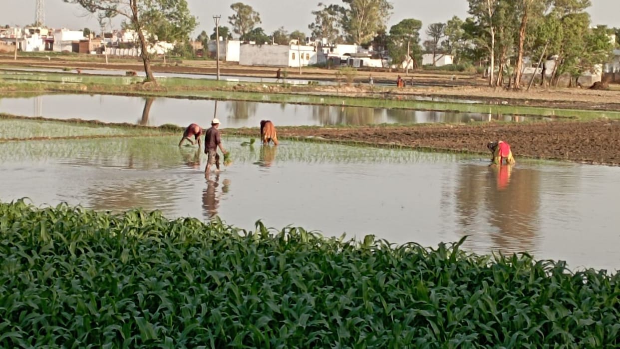 Migrants have started returning leaving behind their fears paddy is being planted in J&K border area