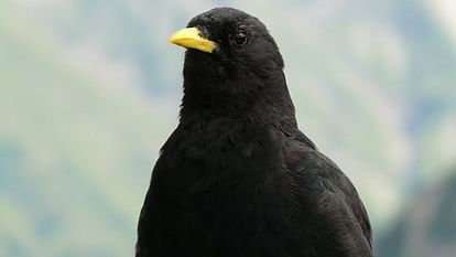 Himachal Learning from the yellow beaked bird Alpine Chough scientists grew Shukpa in cow dung