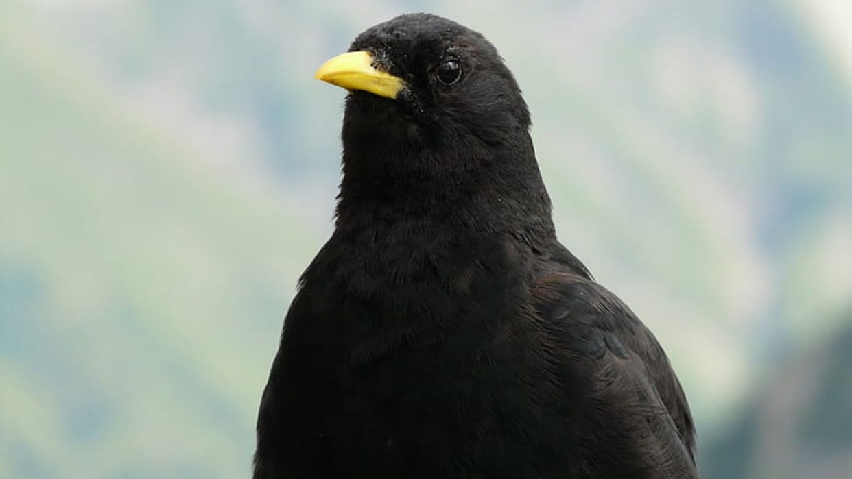 Himachal Learning from the yellow beaked bird Alpine Chough scientists grew Shukpa in cow dung