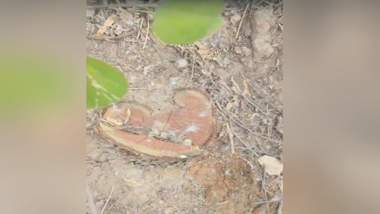 Bilaspur: Thousands of green Khair trees were cut from the forest after taking permission to cut dry trees