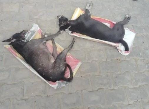Lucknow: Biryani mixed with poisonous substance and fed to dogs, five dead, five others critical