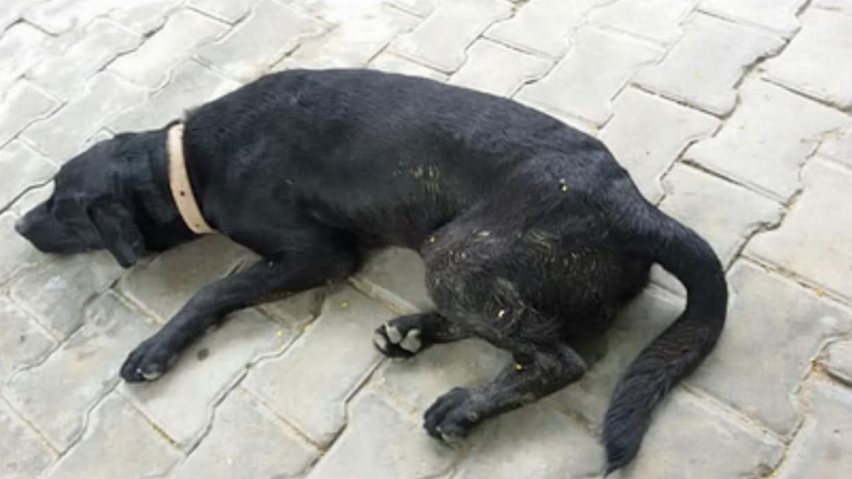 Saharanpur: Father and son beat three dogs to death, you will be surprised to know the reason