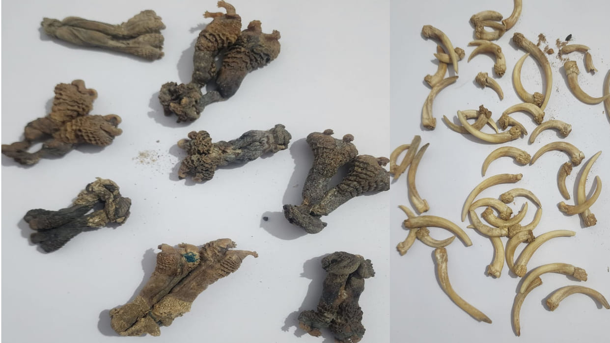 Four smugglers were caught selling wildlife parts in Gorakhpur, three shops were raided