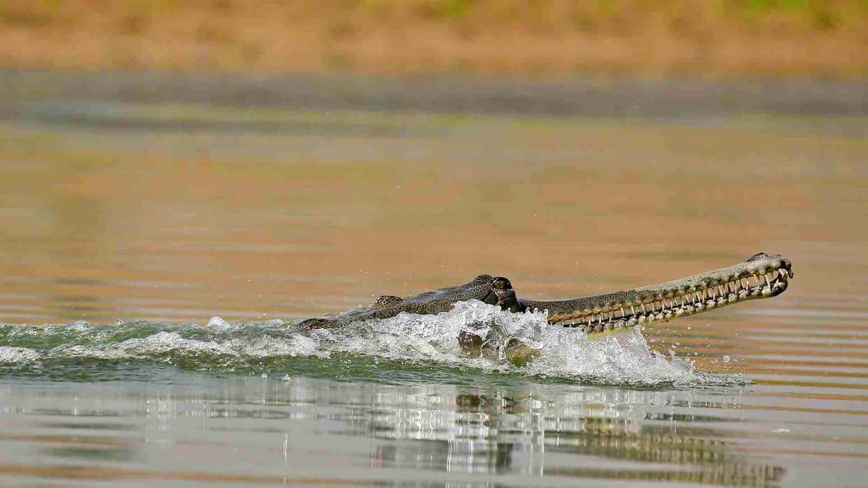 Sidhi News: Five female crocodiles gave birth to 132 babies in Son Gharial Sanctuary