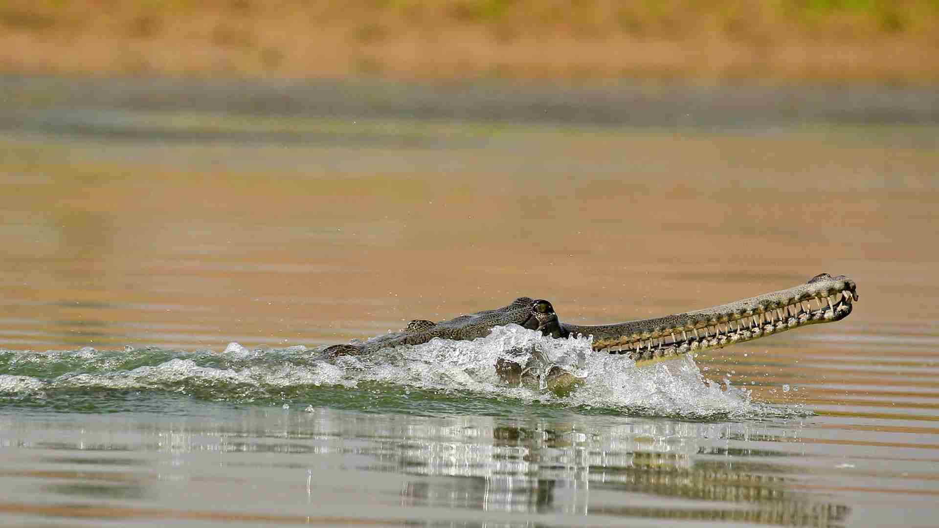 घड़ियाल।