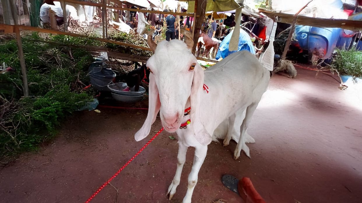 Delhi Meena Bazaar is full of goats Sarfaraz Sikandar is the most expensive cost three lakhs