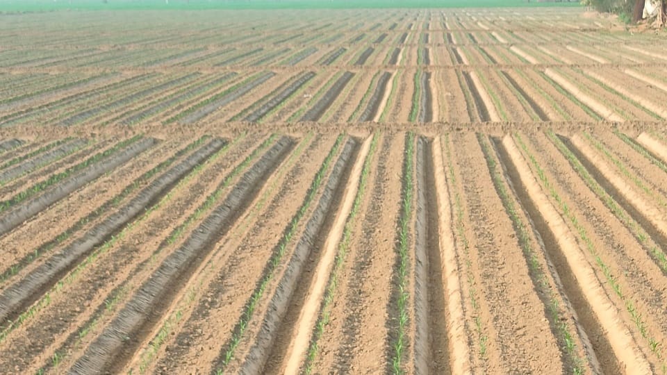 The solution to the groundwater crisis lies in direct sowing and Nanak farming