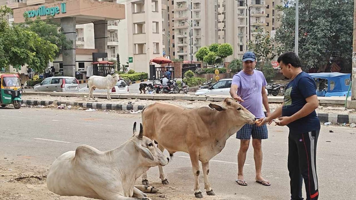 Gaushala in society closed after assurance of feeding of dogs as per dog policy