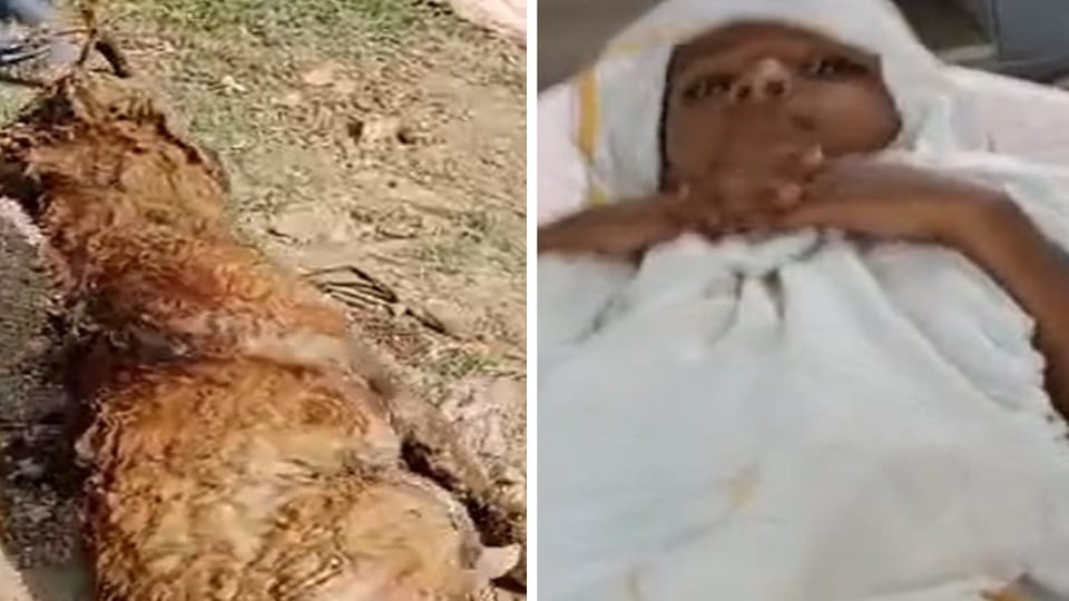 Cross case filed in dog killing case in Panipat
