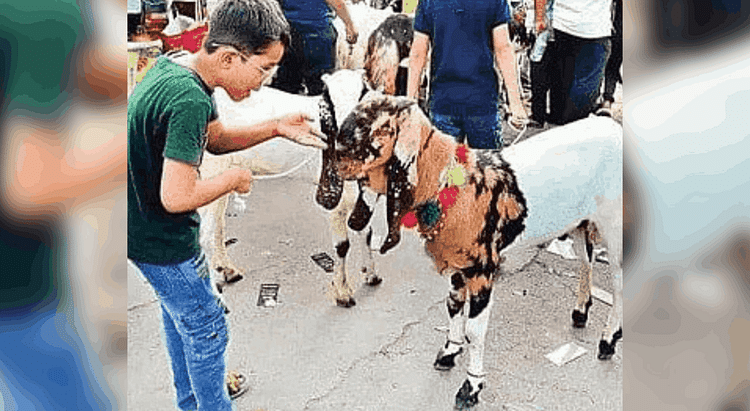 Bakrid E 2025 Highest Price Of Punjabi Bittal Breed Goats In Meena Bazaar Delhi – Amar Ujala Hindi News Live