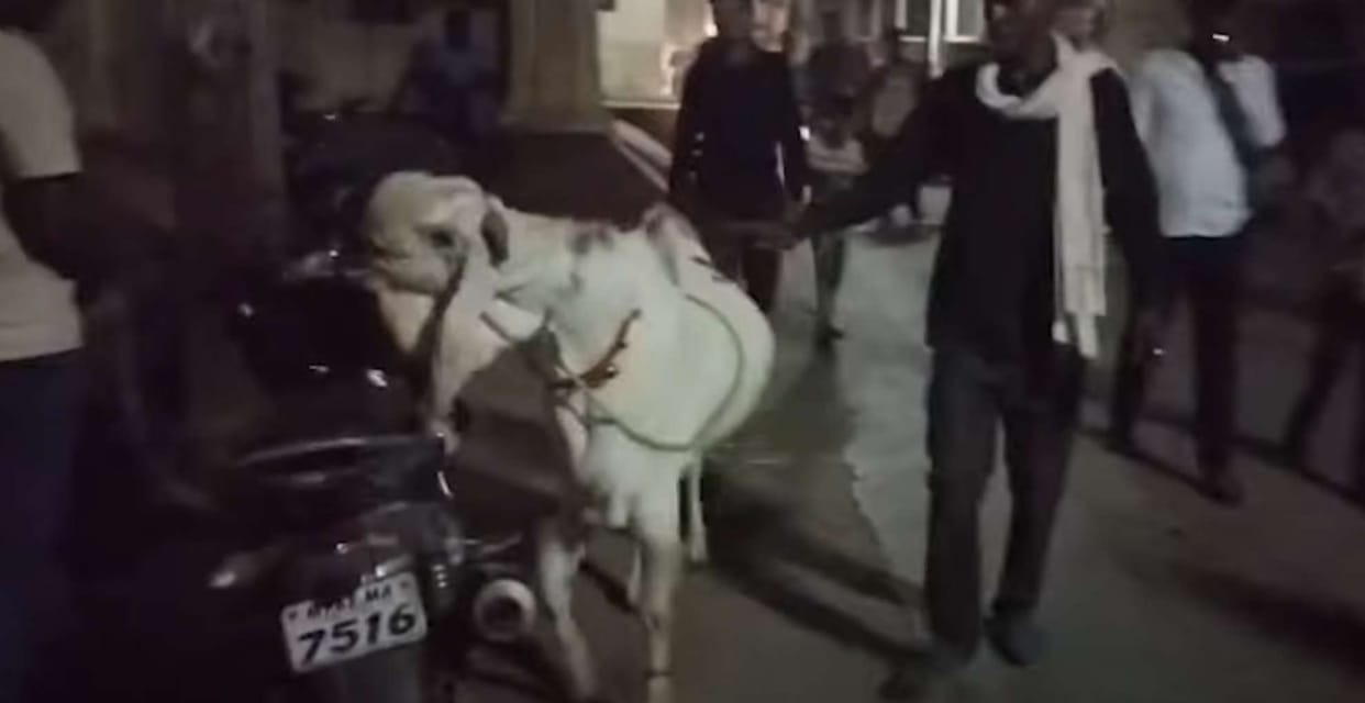 burhanpur bakra eid totapari goat worth 1 20 lakh viral