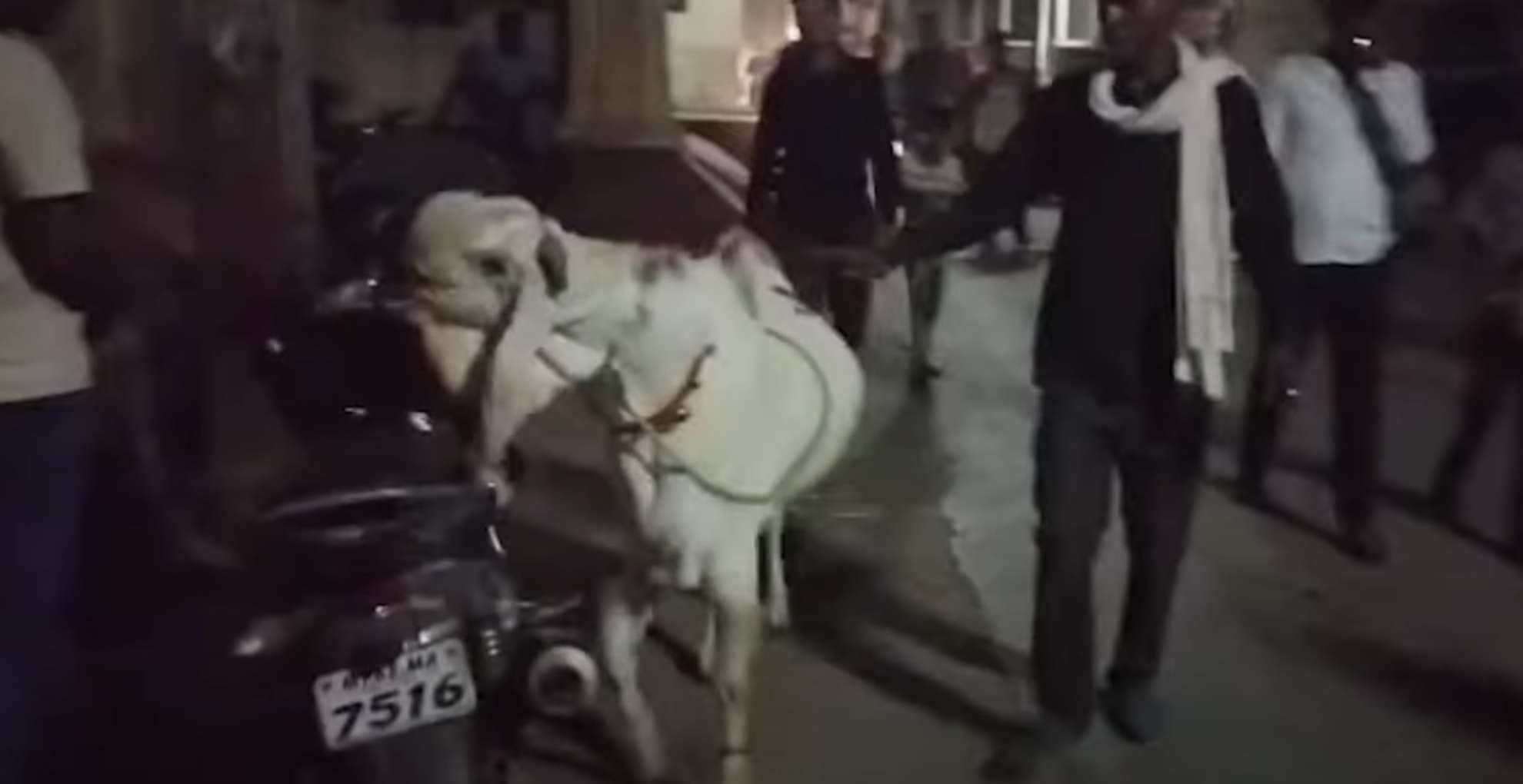 बुरहानपुर में 1.20 लाख के बकरे को देखने उमड़ी भीड़