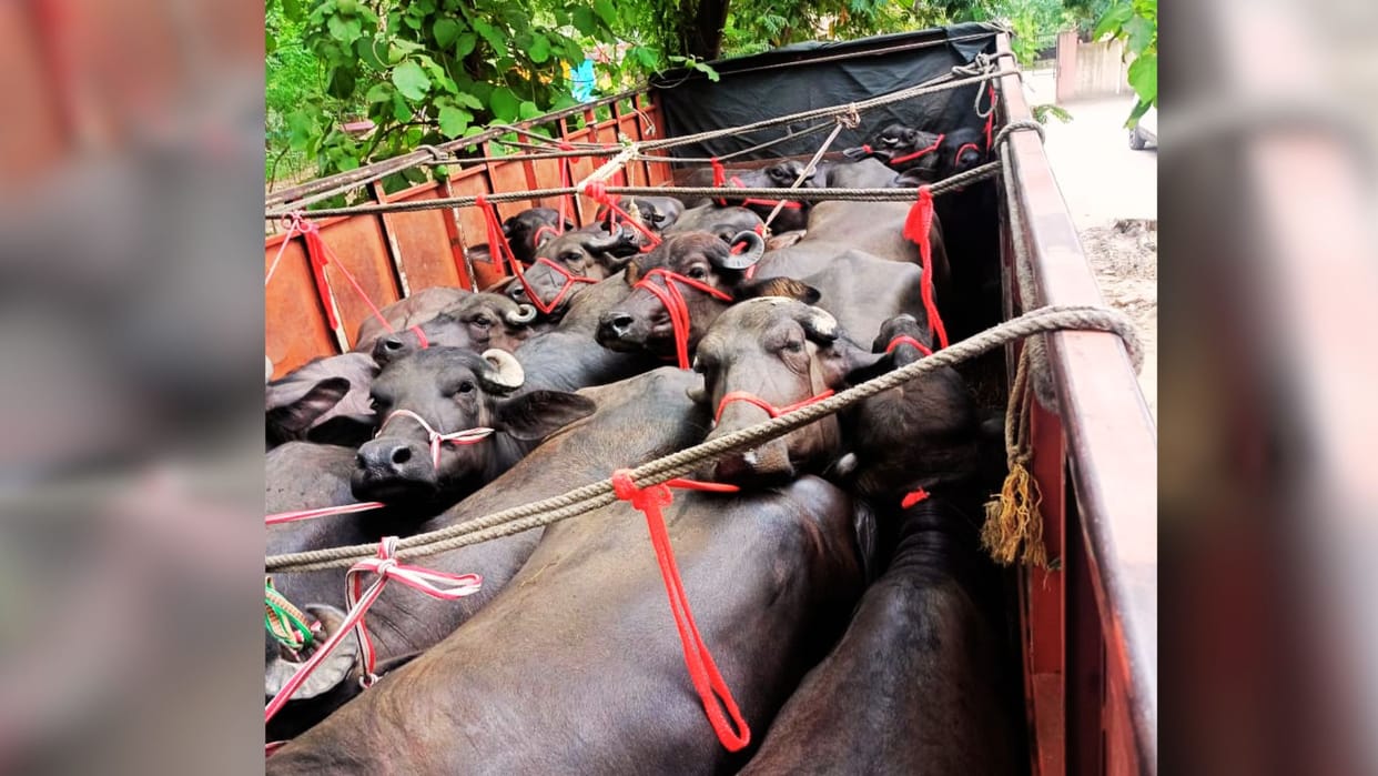 smugglers arrested in azamgarh animals found in DCM mouths tied truth was revealed FIR
