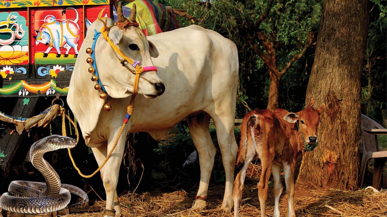 Dhaman Saap What Really Drink Milk Directly From Cow Like Calf Snake Facts