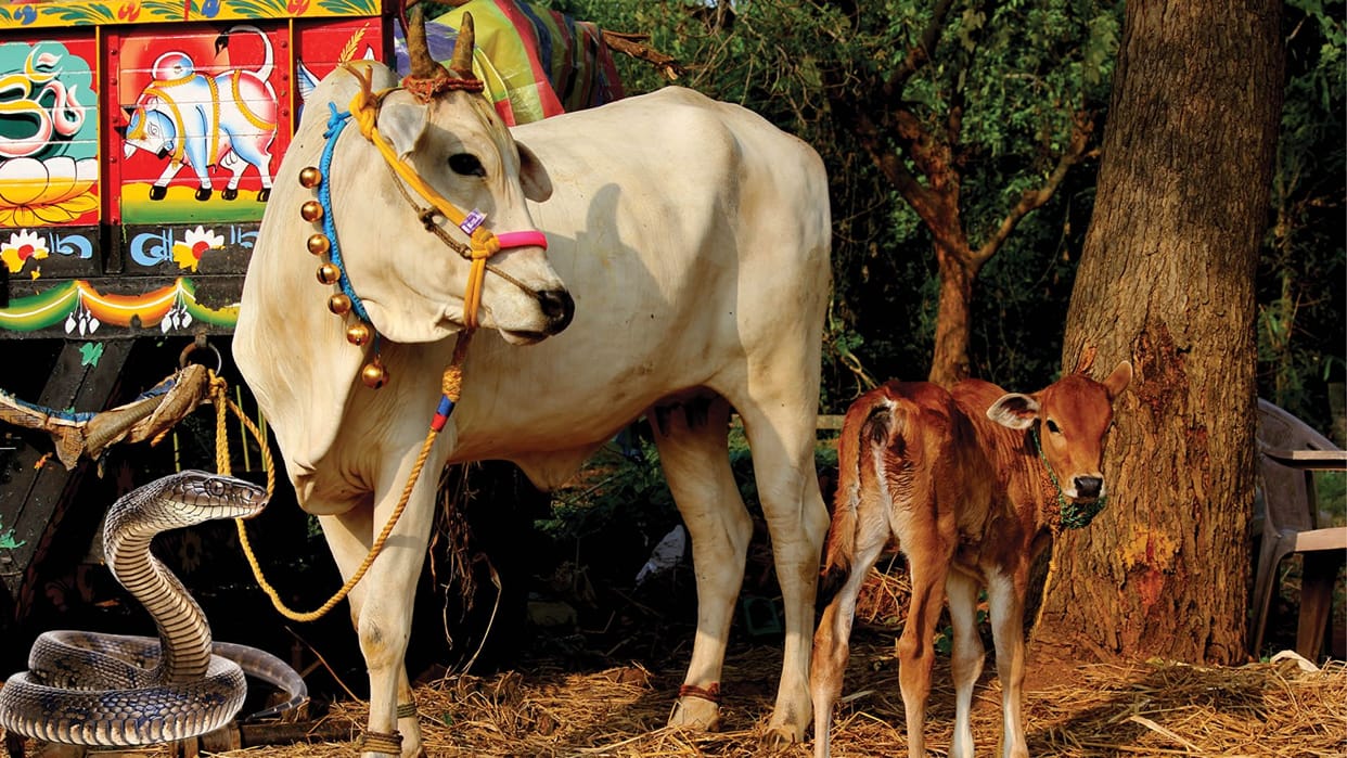Dhaman Saap What Really Drink Milk Directly From Cow Like Calf Snake Facts
