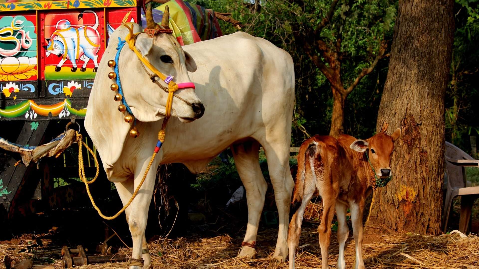 Friday Upay in Hindi to Attract Wealth and Remove Money Problems