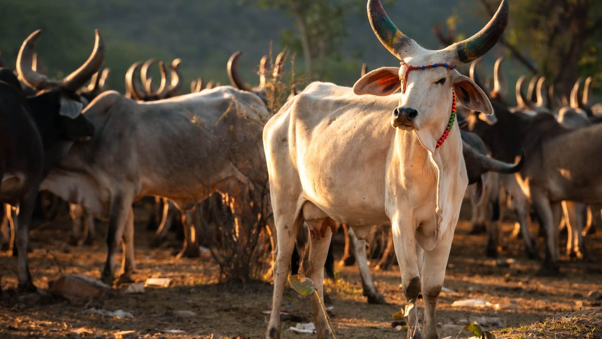 Dhaman Saap What Really Drink Milk Directly From Cow Like Calf Snake Facts