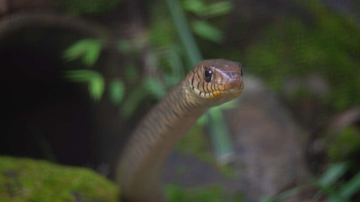 Snakes and Scorpions Trouble Residents in Meerut’s Airport Enclave, Demand for Clean-Up Grows