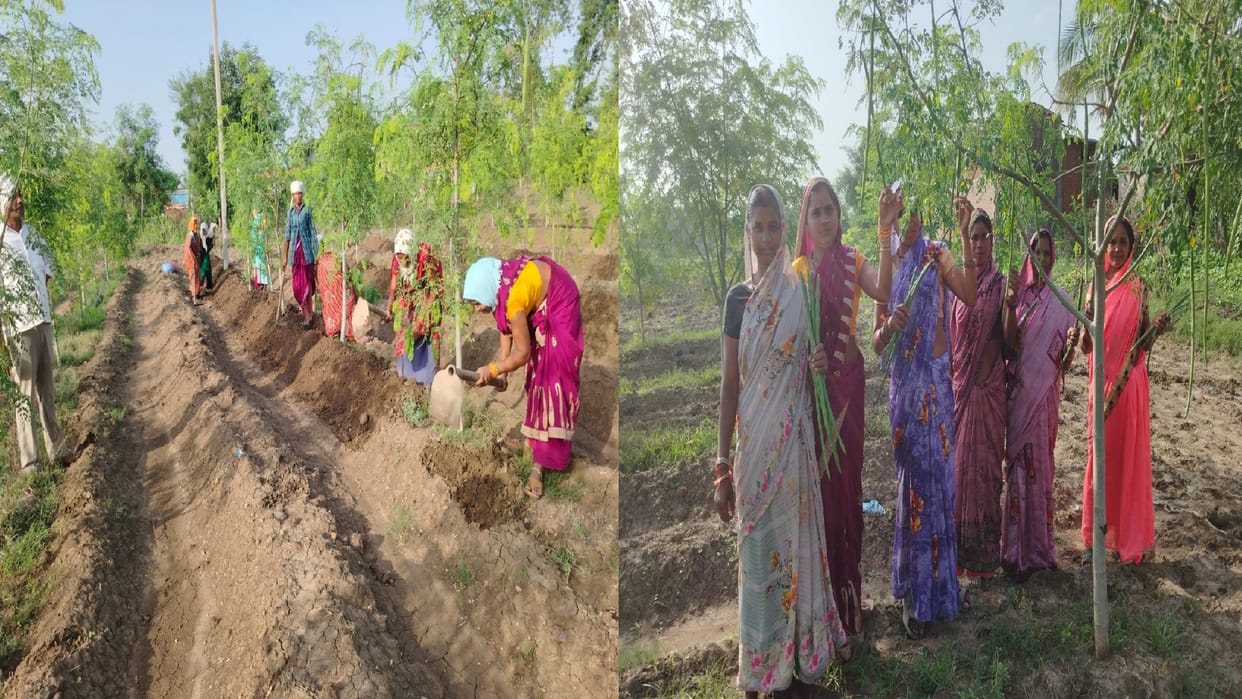 Women of Kokadi are cultivating super food Moringa, earning lakhs, now giving training in Chhattisgarh