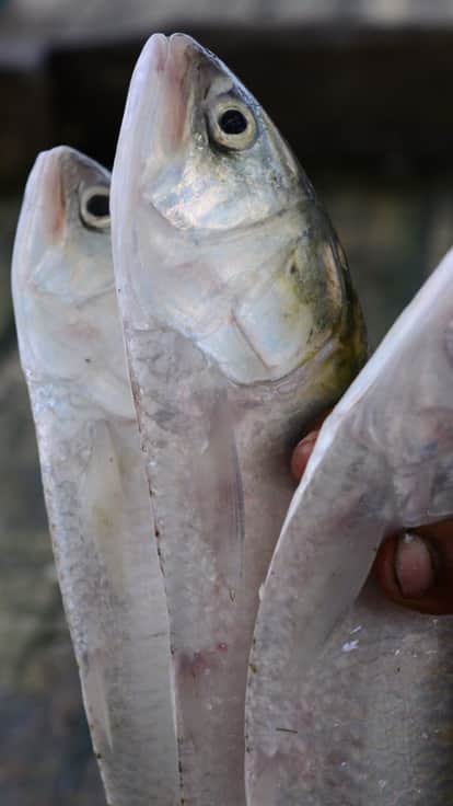 क्या मछली मांसाहारी है या शाकाहारी? सच्चाई जानकर हो जाएंगे हैरान