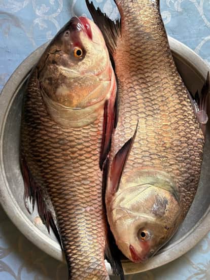 is fish vegetarian or non vegetarian