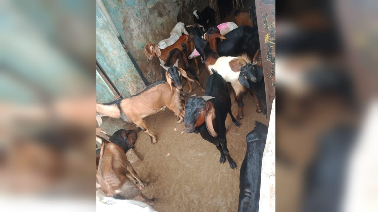 Eid Ul Adha: Goat market set up for sacrifice, buyers started arriving, demand for Rajasthani goats is high