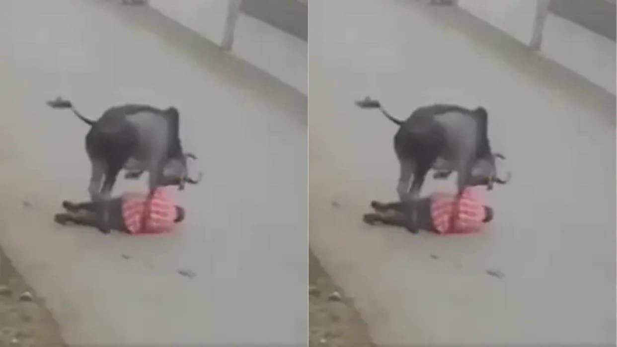 bull picked up an old man with horns and threw him down and then crushed him with feet Video goes Viral
