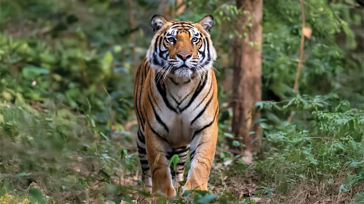 Rajasthan News Ranthambore Tiger Cubs Growing Up: Rising Threat for Villagers Details in Hindi