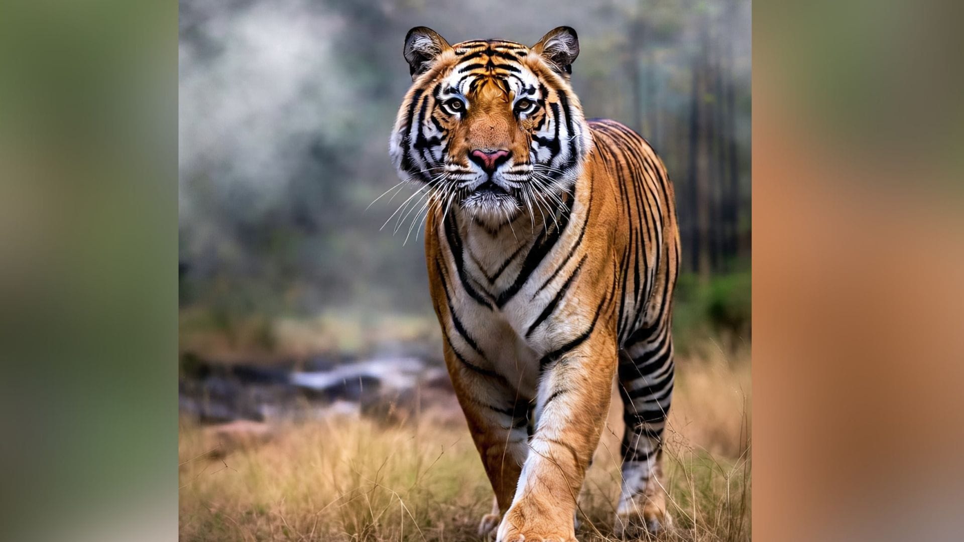 Rajasthan News Ranthambore Tiger Cubs Growing Up: Rising Threat for Villagers Details in Hindi