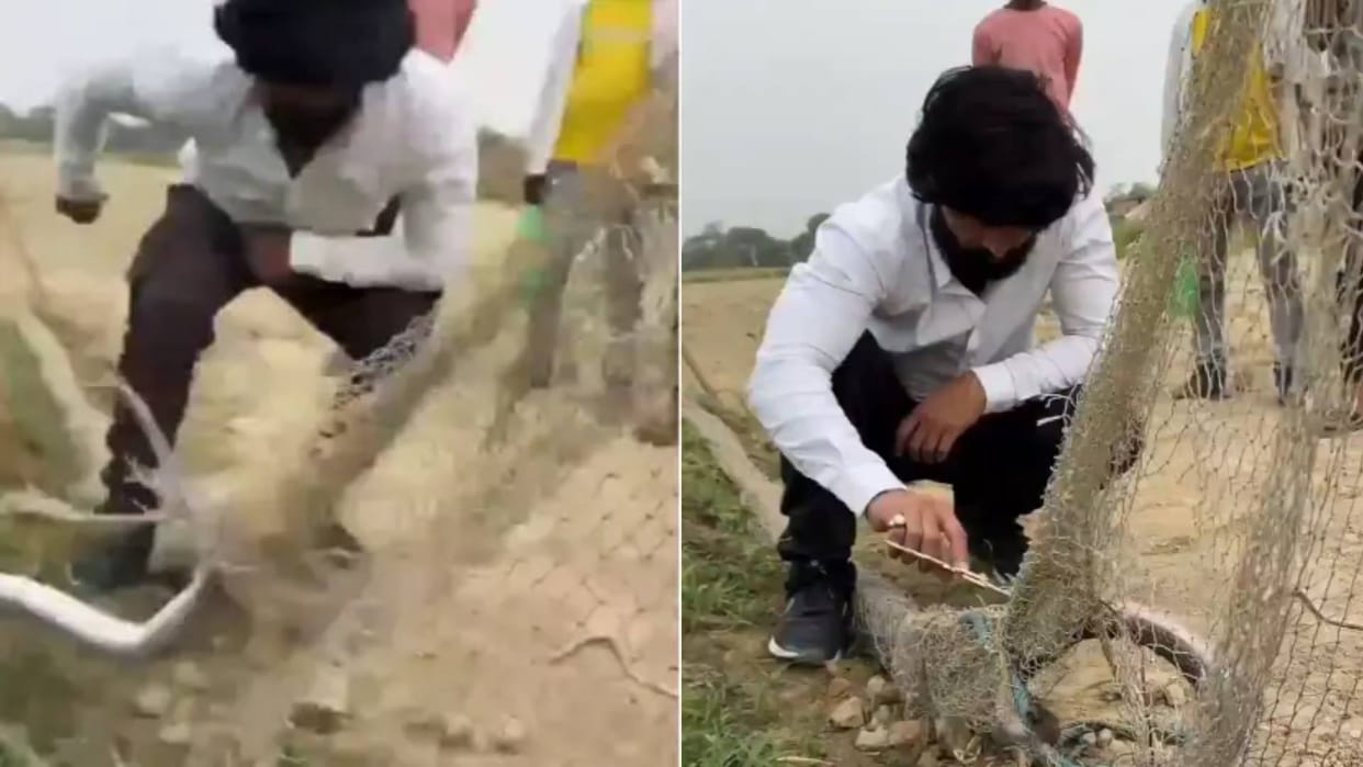 YouTuber was catching a cobra then the snake spread its hood and bit him Video goes Viral on Internet
