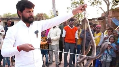 Murli Wale Haushla caught thousands of snakes King Cobra attacked him followers are praying for him
