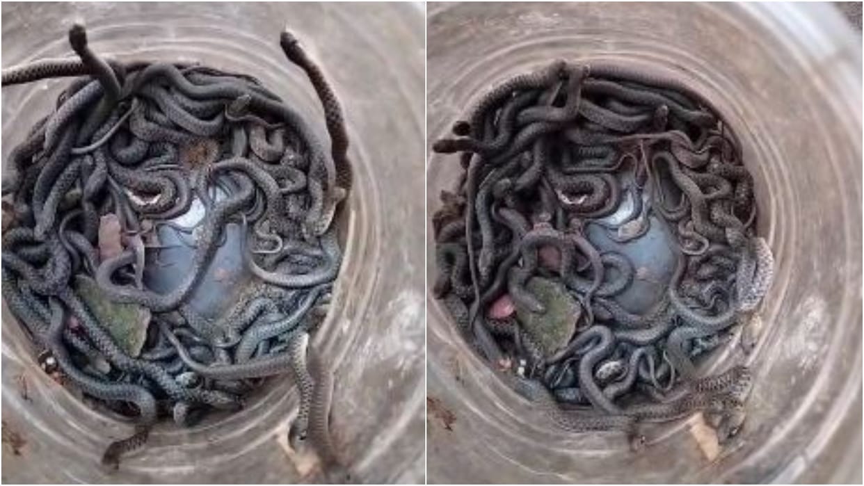 More than 50 snakes were found under a drum in Shahjahanpur