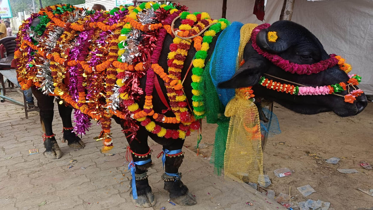 Buffalo Fight Moh Juj sport gets legal exemption Assam traditional outside animal cruelty law