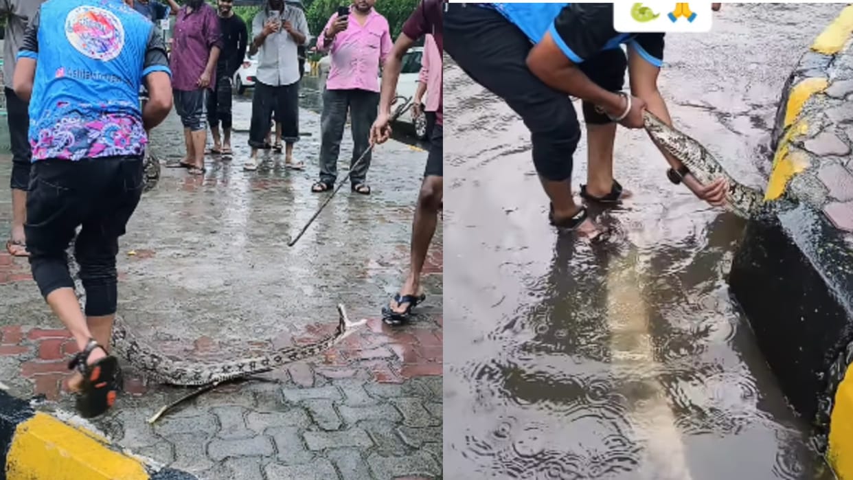 Ajgar Ka Video Navi Mumbai Python Stuck In Gutter Chamber Rescued After Hard Hustle Video Goes Viral